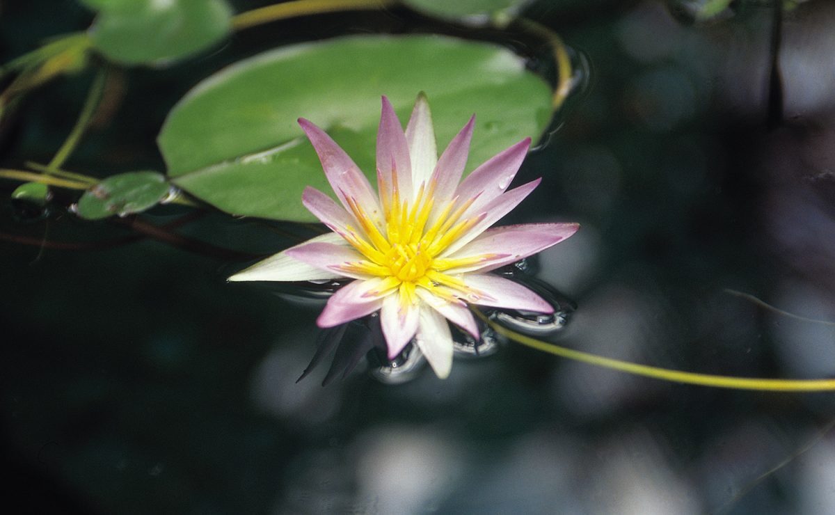Beautiful flower in pond, representing The Huntington botanical gardens