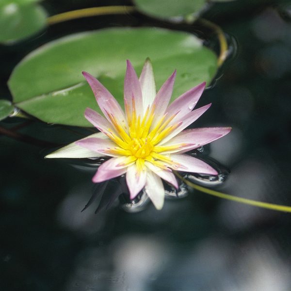 Beautiful flower in pond, representing The Huntington botanical gardens