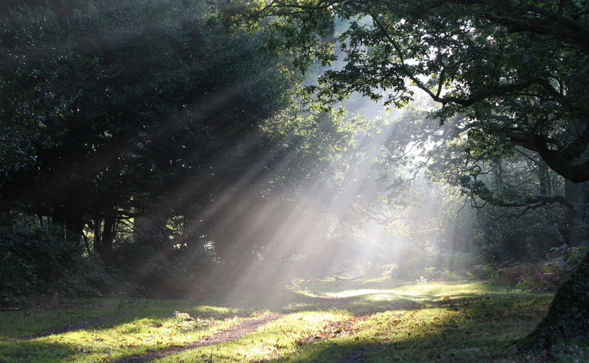 Sunlight shining through trees in park, representing Earth Day 2023 in Los Angeles