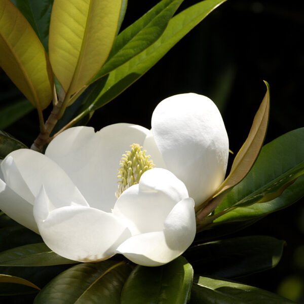 Magnolia flower, representing early spring bloom at The Huntington.